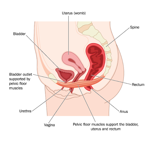 A drawing of pelvic floor muscle